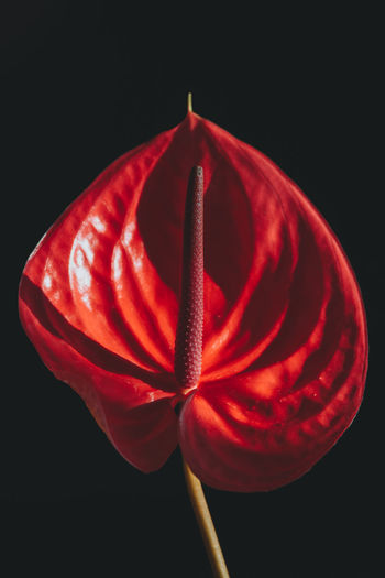 Close-up of red flower against black background