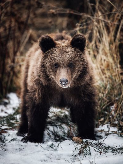 Close up of a cute brown bear cub in the wilderness forest in transylvania,romania