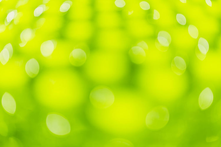Defocused image of green leaf