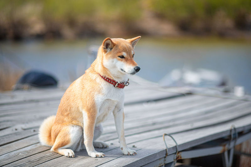 Page 3 of Shiba Inu pictures | Curated Photography on EyeEm