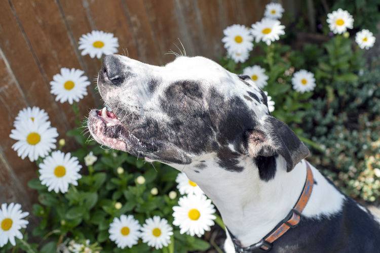 Dog making funny face about to sneeze next to spring flowers.