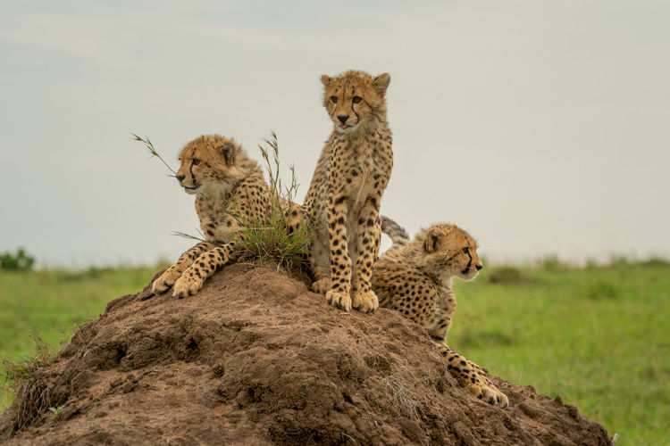 Three cheetah cubs side-by-side on termite mound