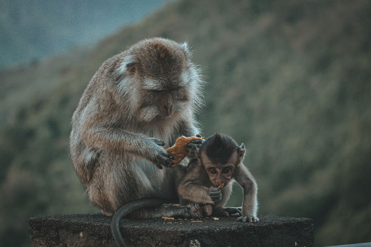 Two monkey sitting on wall
