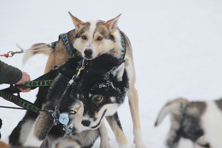 View of sled dogs in snow