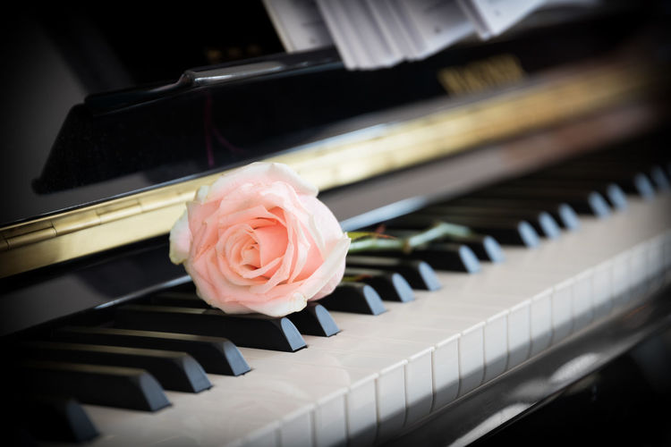 Pink rose on piano