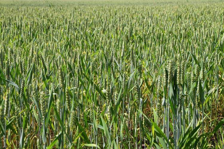 Full frame shot of corn field