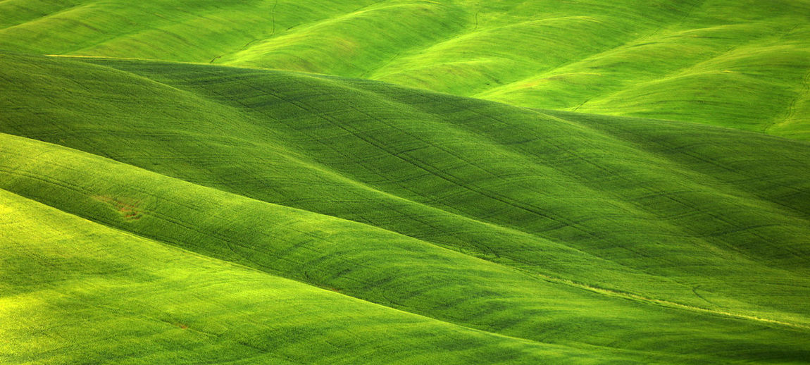 Full frame shot of green landscape