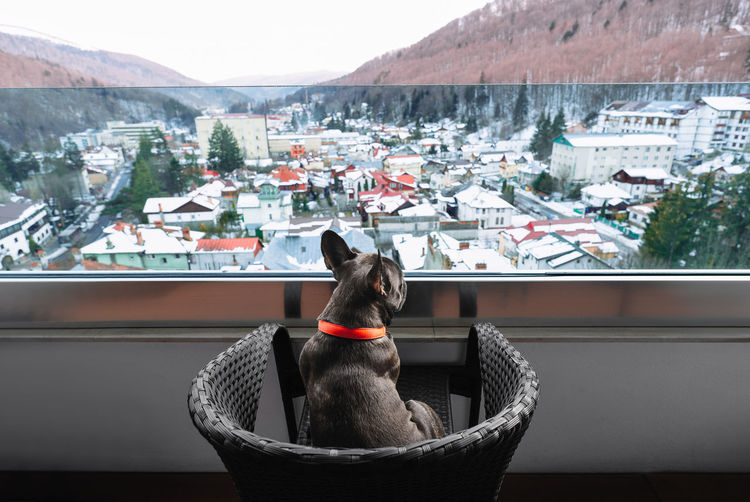 View of a french bulldog looking through balcony glass