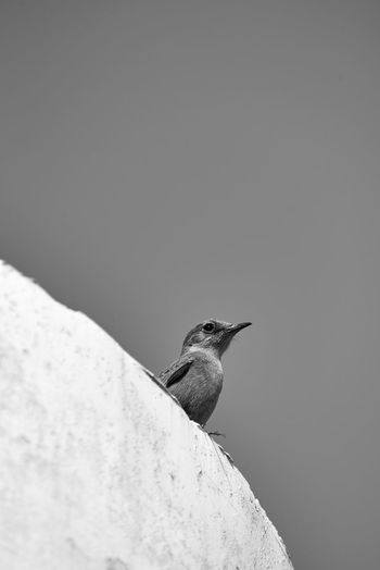 Bird perching on rock against sky