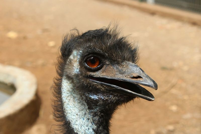 Close-up of ostrich against blurred background