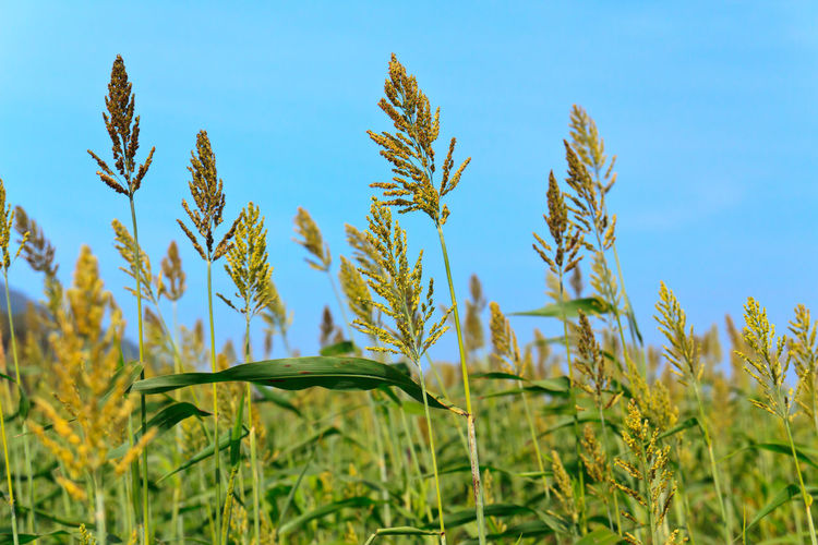 Close-up of stalks in field against blue sky