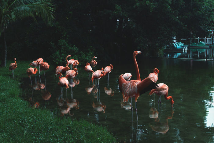 Flamingos in river