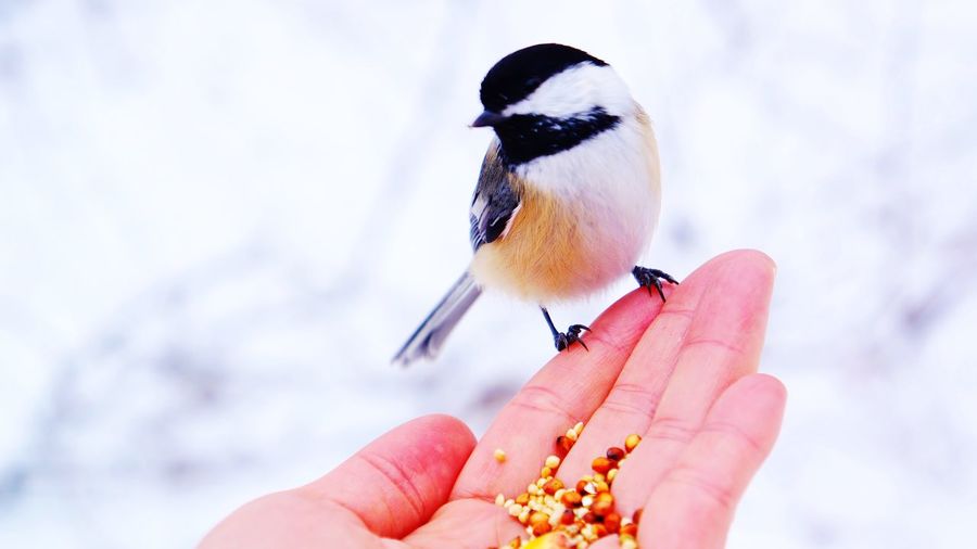 Close-up of chickadee on cropped hand with seed