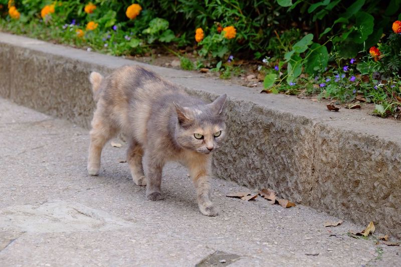 Close-up of cat walking
