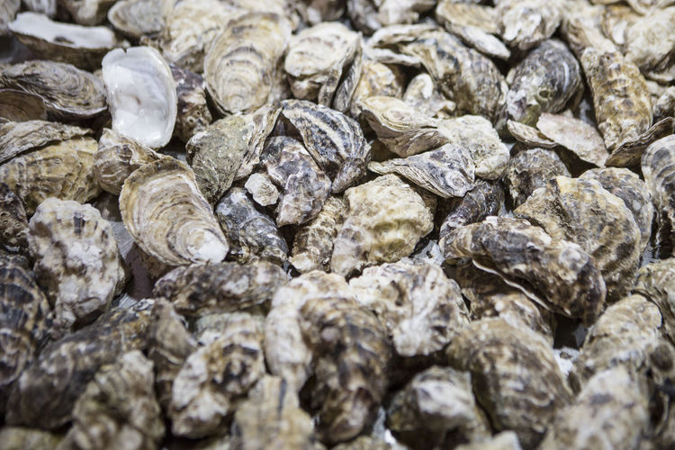 A close up view of fresh oysters at a market stall in barcelona, spain.
