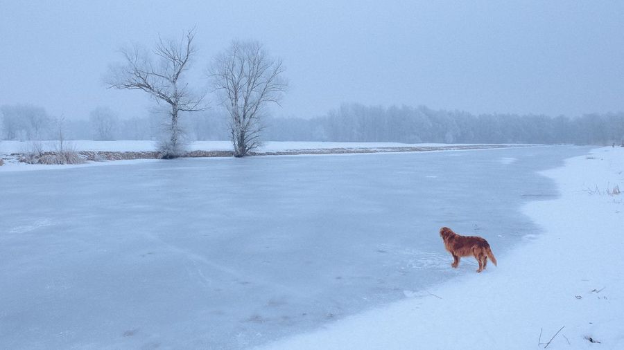 Dog on snow covered field during winter