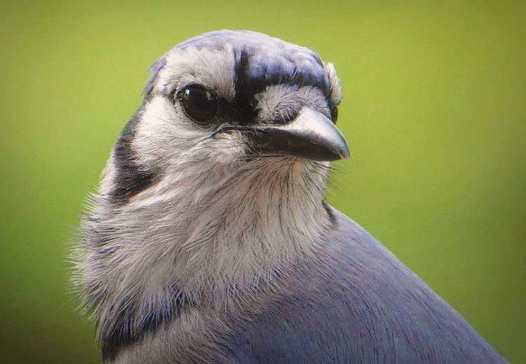Portrait of a blue bird