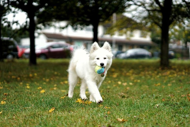 Samoyed dog carrying ball on field