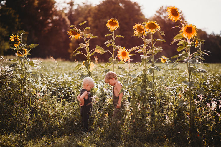 Children facing each other in a field of tall sunflowers at sunset