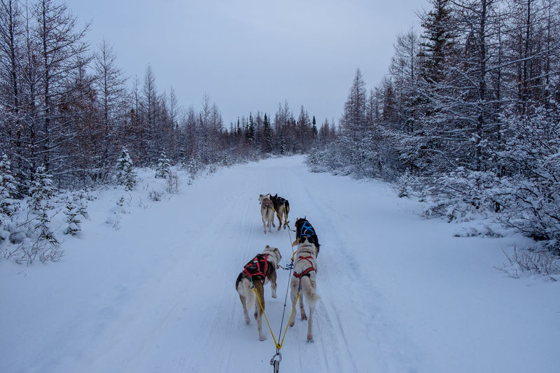 Sled dogs running on the snow through winter forest in manitoba, canada