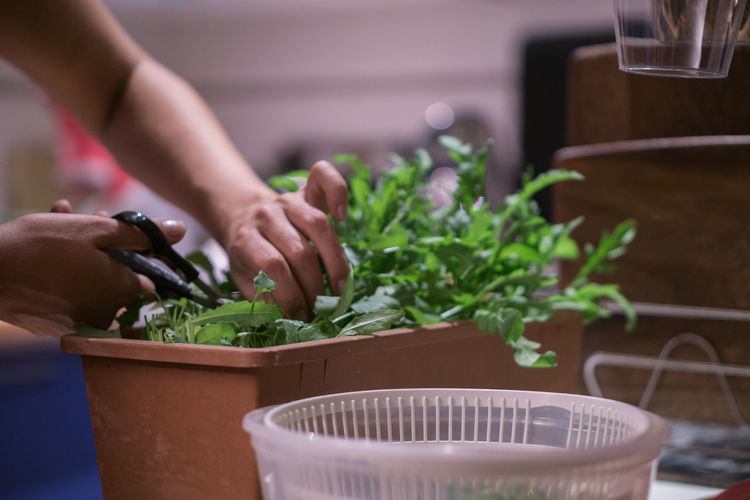 Person potting plants