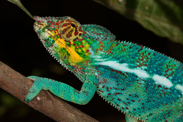 Close up of panther chameleon