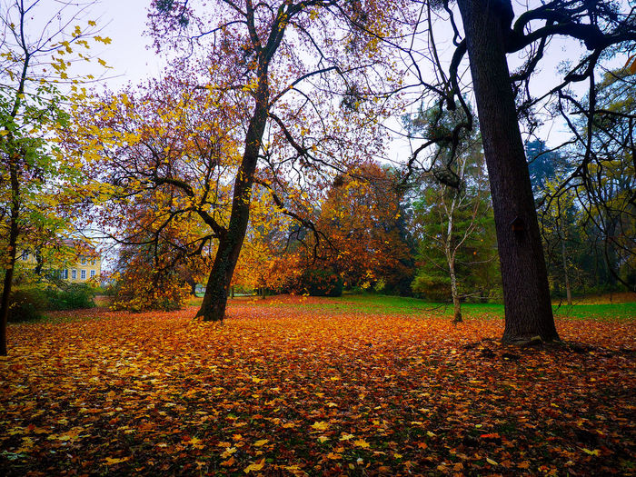 Trees and leaves in park during autumn