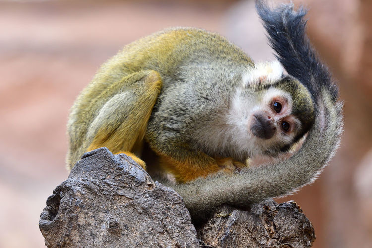Close-up of a squirrel monkey monkey on a rock
