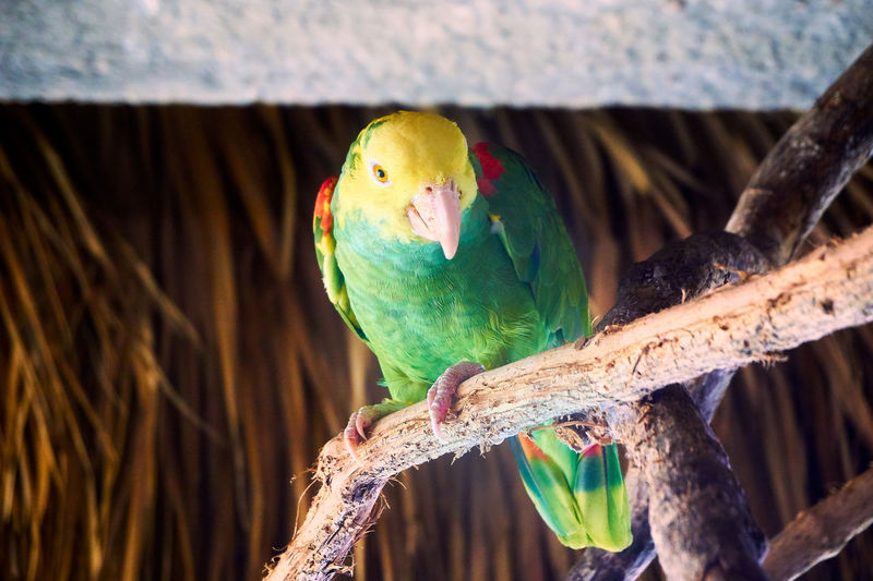 Close-up of parrot perching on tree branch
