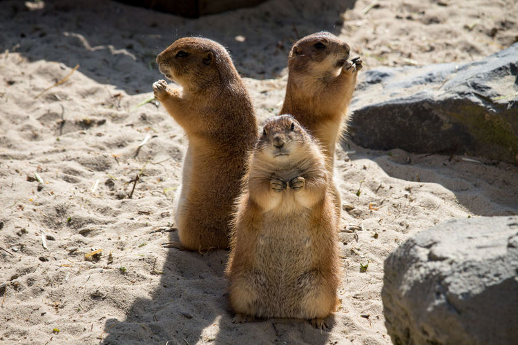Prairie dogs standing on sand during sunny day