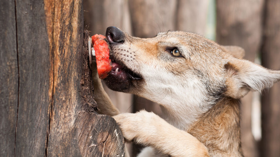 Close-up of wolfdog feeding on meat