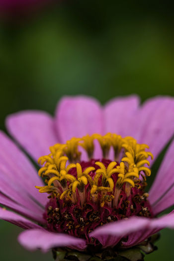 Close-up of fresh pink flower