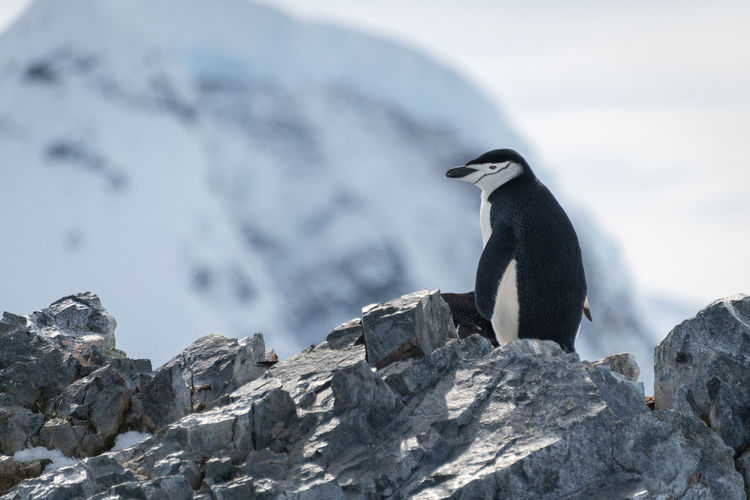 Chinstrap penguin stands on ridge facing left