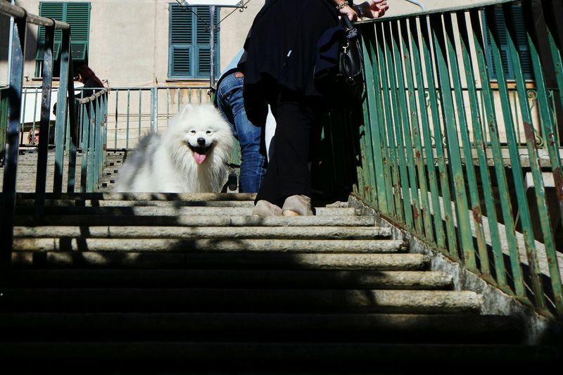 Low section of people standing by pomeranian on steps