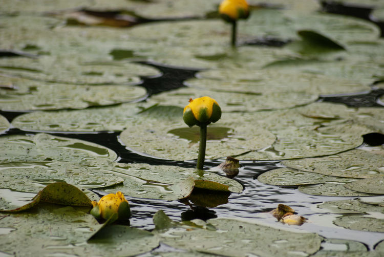  water lily in lake