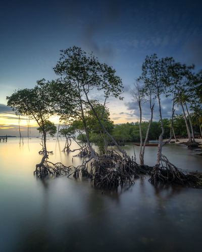 Mangrove sunset