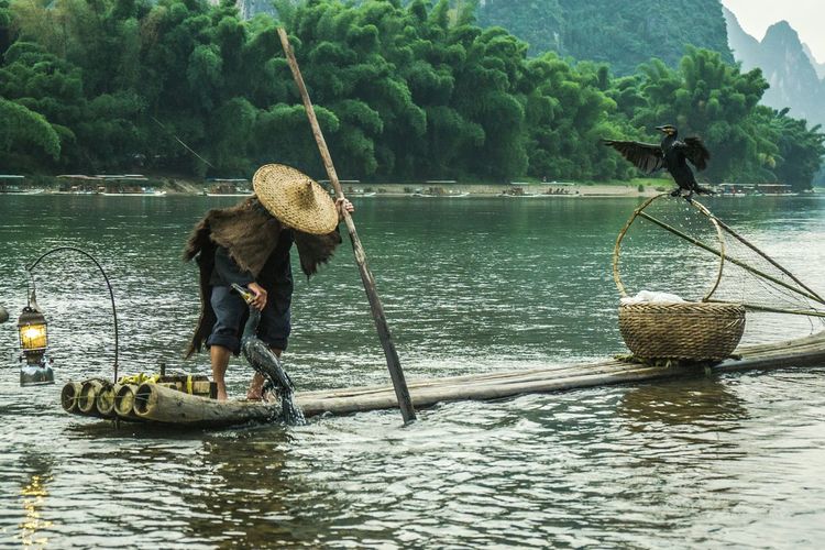Fisherman holding cormorant on wooden raft at li river