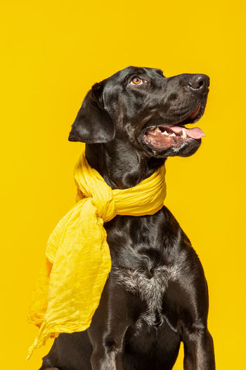 Black dog against yellow background