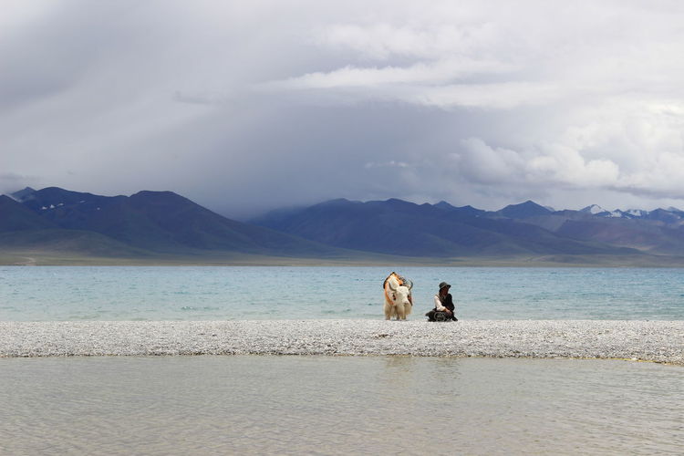 Man sitting by yak amidst lake