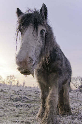 Close-up of a scruffy horse in a field on a frosty morning