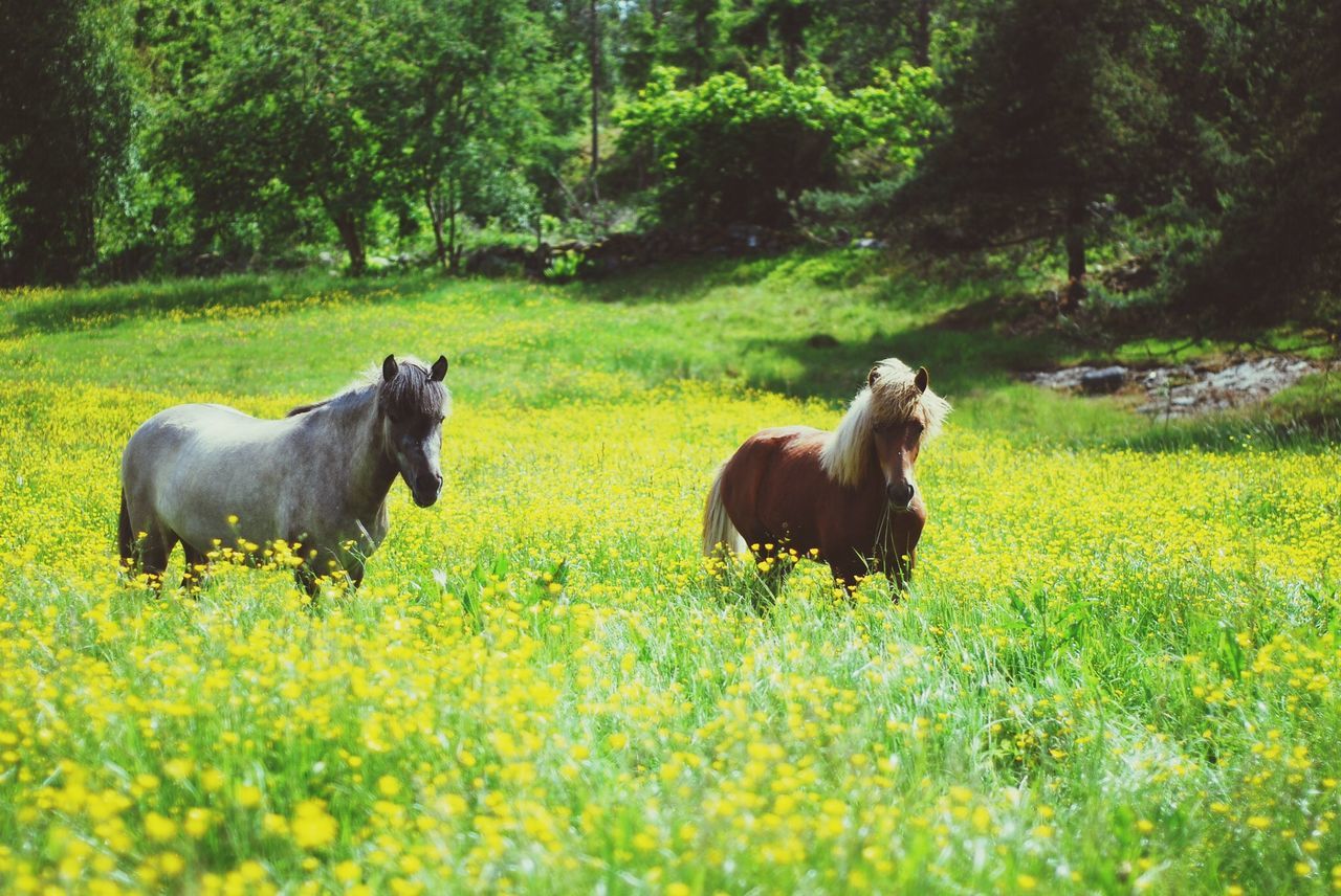 Icelandic horses