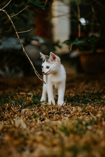 White cat in a field