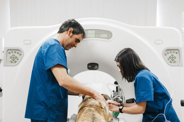 Side view of veterinary doctors in uniform standing near dog and preparing animal for tomography examination