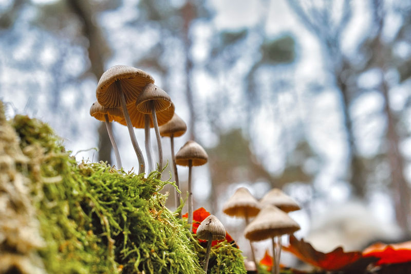 Mushrooms group