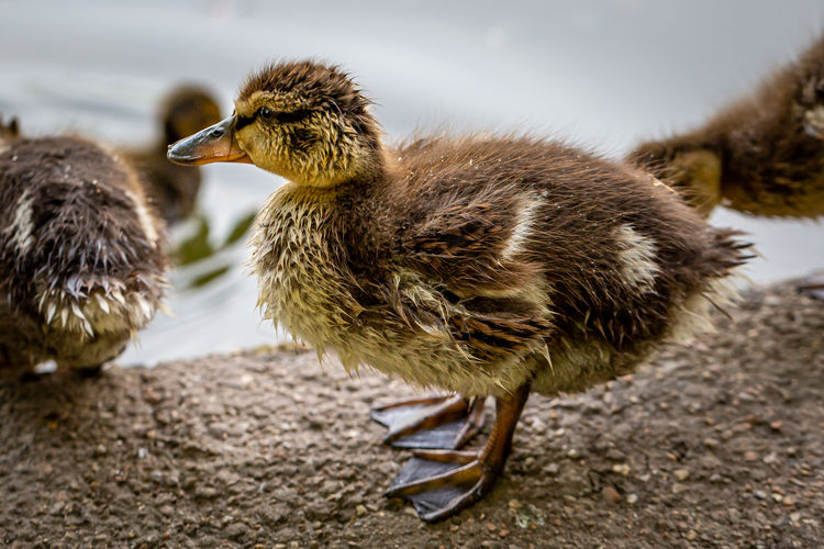 A duckling standing at the edge of a river