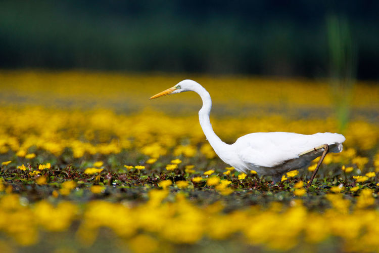 The great egret from crna mlaka in a shallow wetland