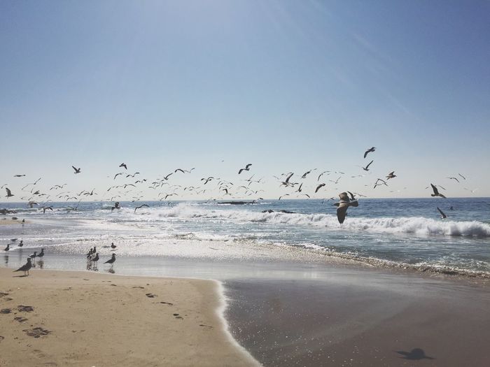 Scenic view of seagulls flying over beach