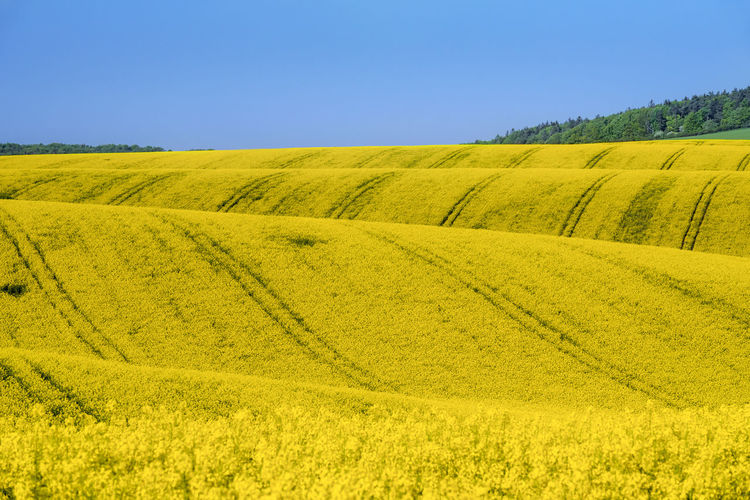 Scenic view of agricultural field against clear blue sky