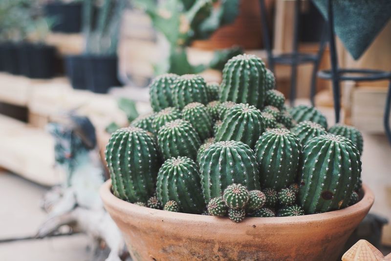 Close-up of barrel cactus outdoors