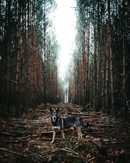 Portrait of dog in forest